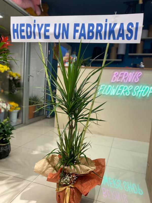 WhatsApp Image 2024-09-27 at 09.58.28